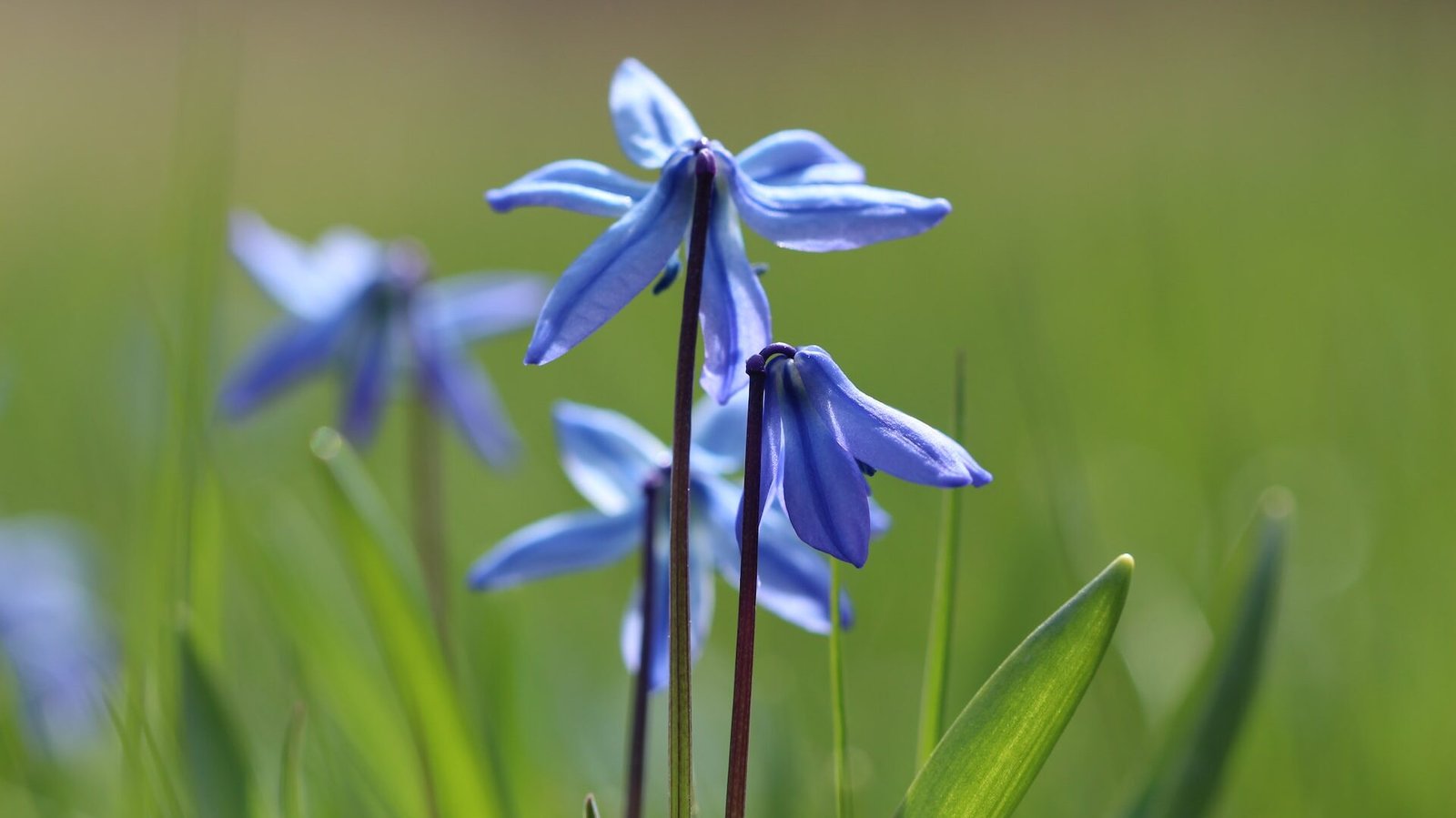 How To Care For Amsonia - Different Types Of Amsonia