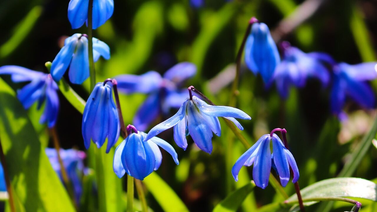 Amsonia Blue Ice, Blue Star