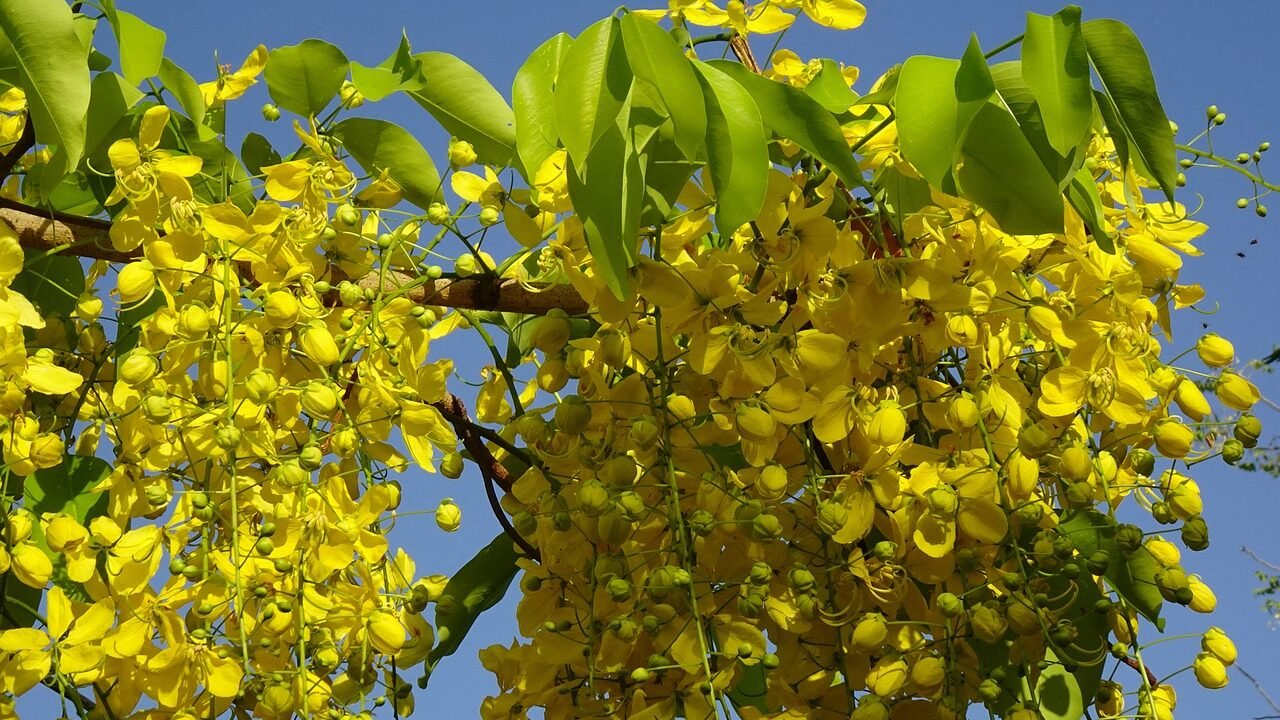 Cassia Tree Varieties: Different Cassia Tree Types