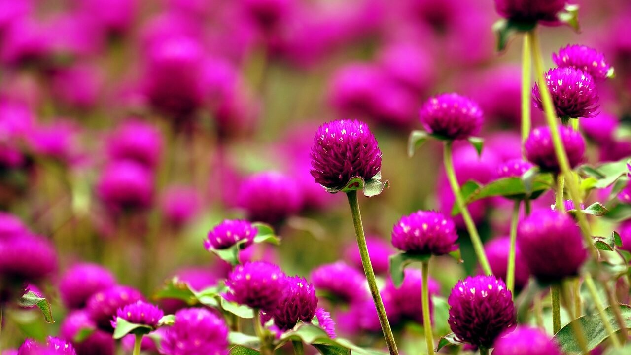 Breathtaking Beauty: Truffula Pink Globe Amaranth