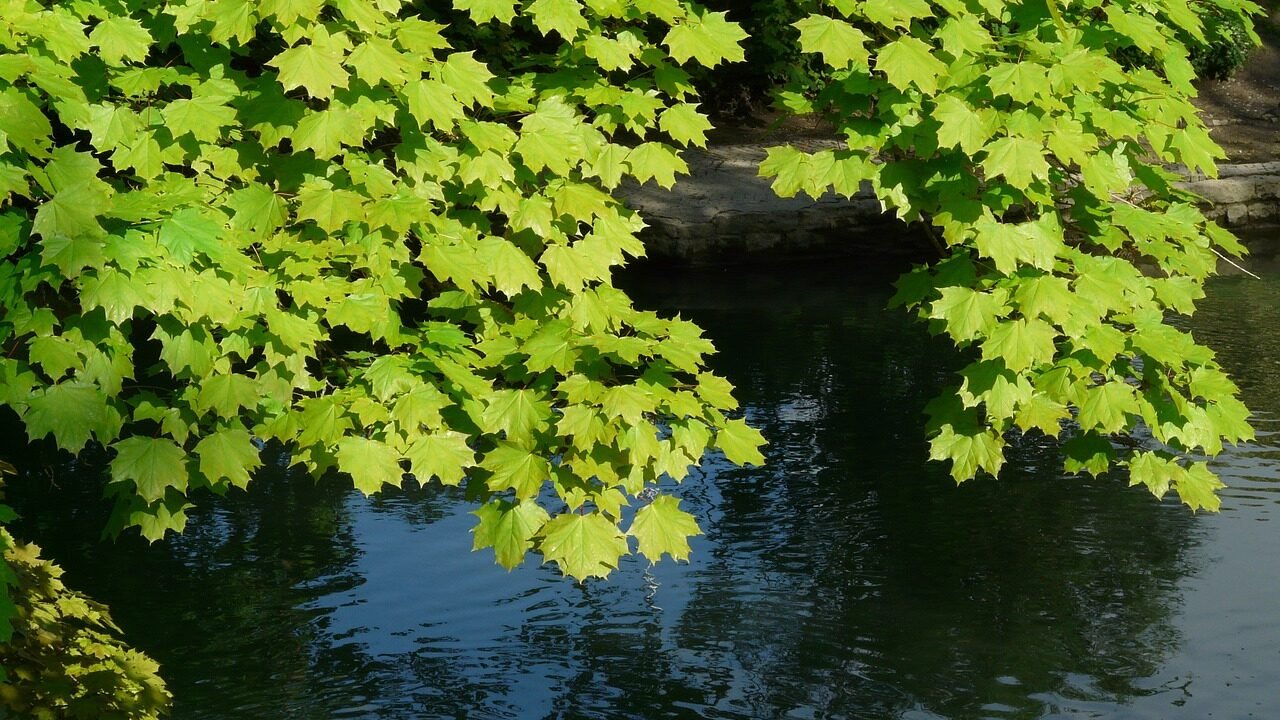 How to plant, grow, and care for green maple trees