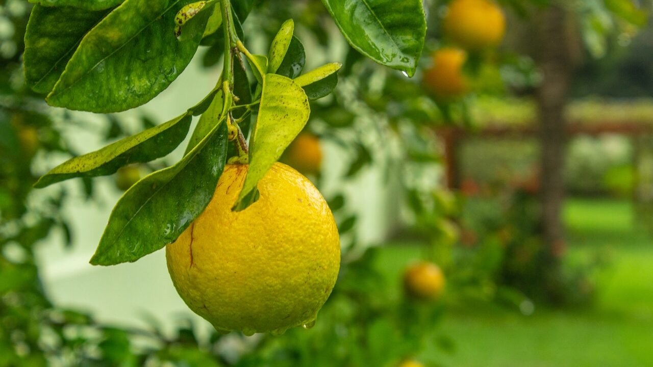 Kaffir Lime Tree: Growing Makrut Limes At Home