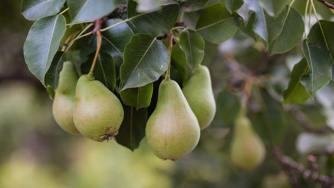 How to Plant, Grow, and Care For Pear Trees