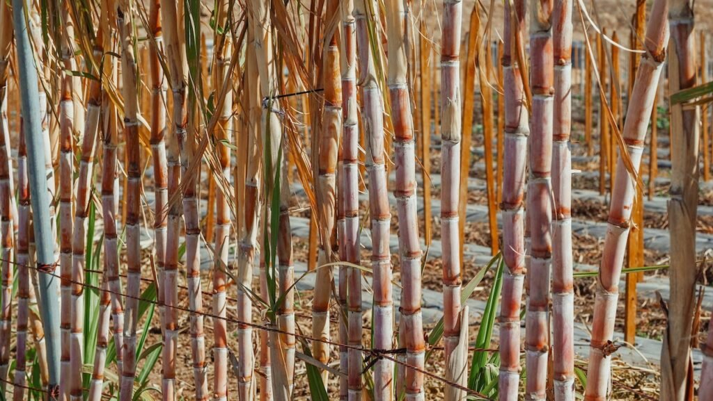 Discover the Secrets to Thriving Sugarcane Harvests