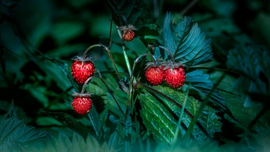 Are Strawberries Considered Annual or Perennial Fruits?