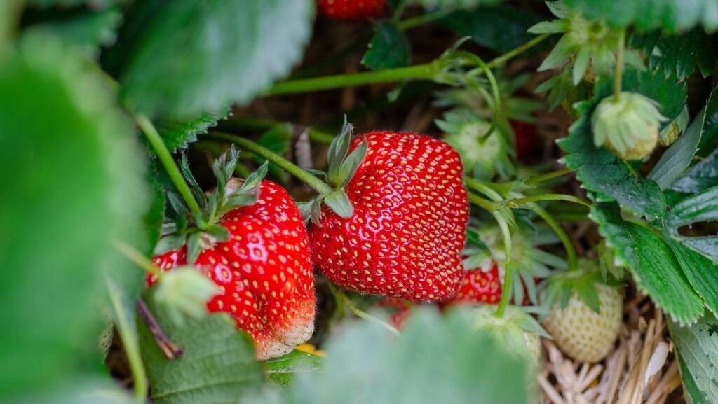 Tips For Growing Strawberries in Raised Beds