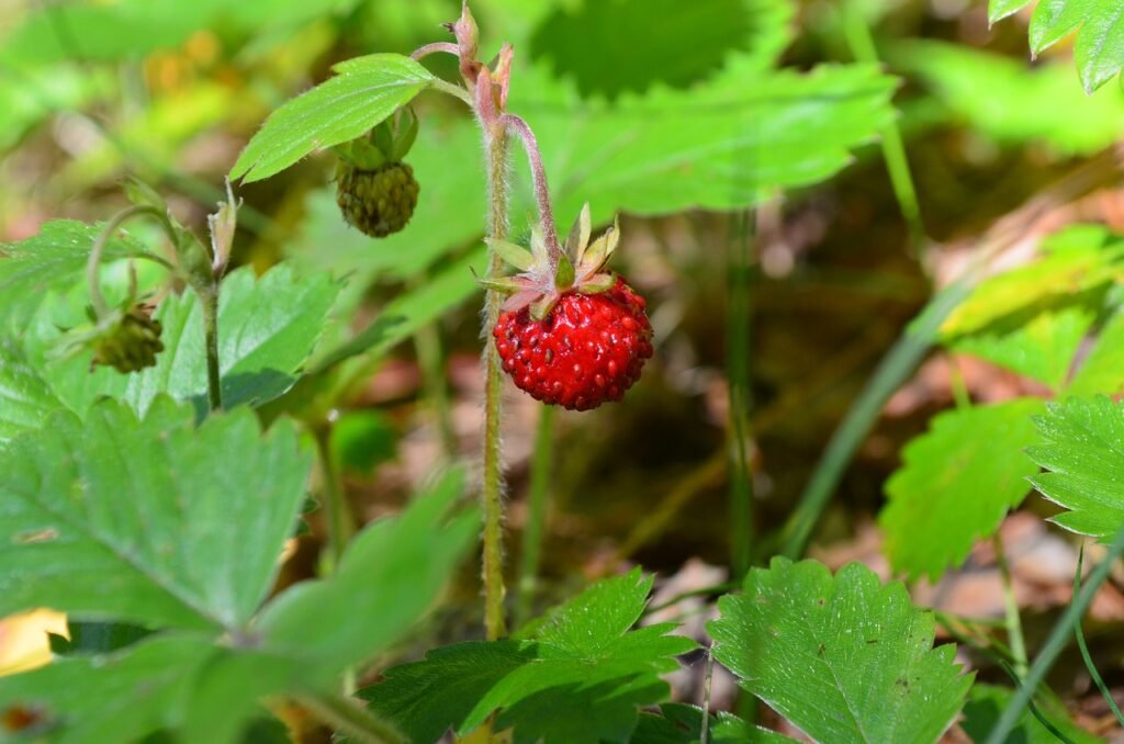 Why Are Strawberries From My Garden So Small?