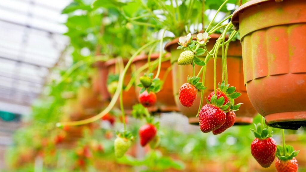 Tips For Growing Strawberries in Pots or Containers