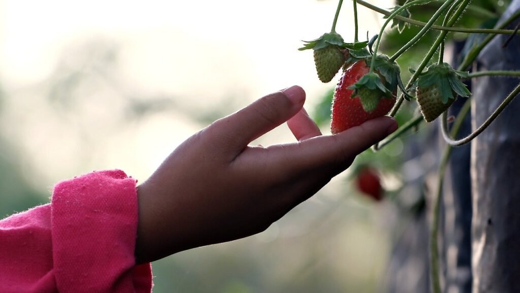 How Long Will it Take For Strawberries to Grow in My Garden?