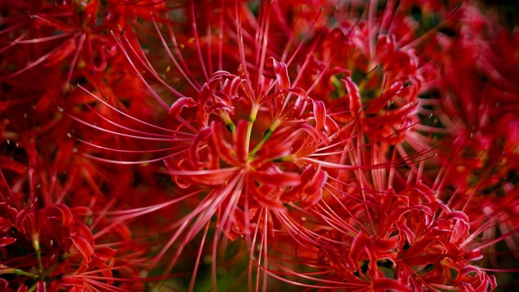 Spider Lily Bouquet Ideas: Nature's Artistry in Bloom