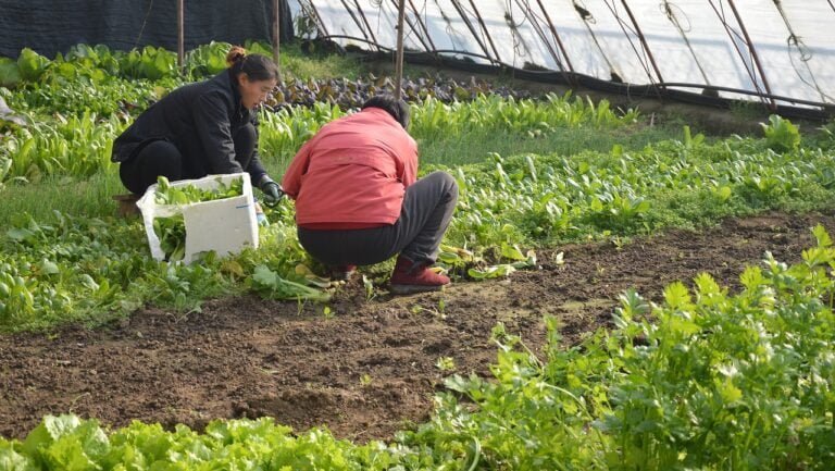 Healthy Soil, Happy Plants: Organic Mulching Tips for Veggies