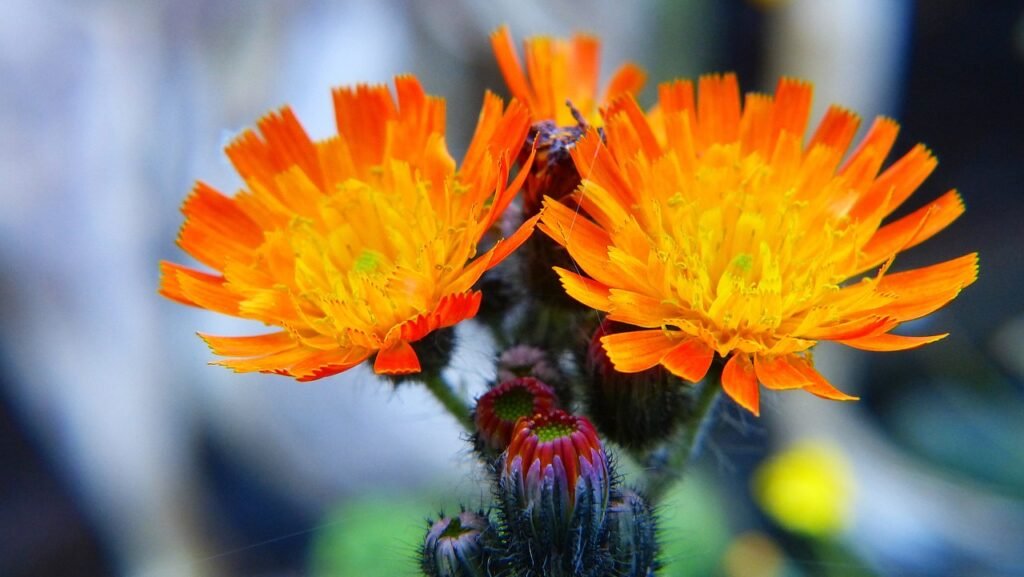 Weeds with Orange Flowers, hawkweed