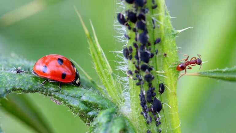 Natural Pest Control Recipes for Your Garden