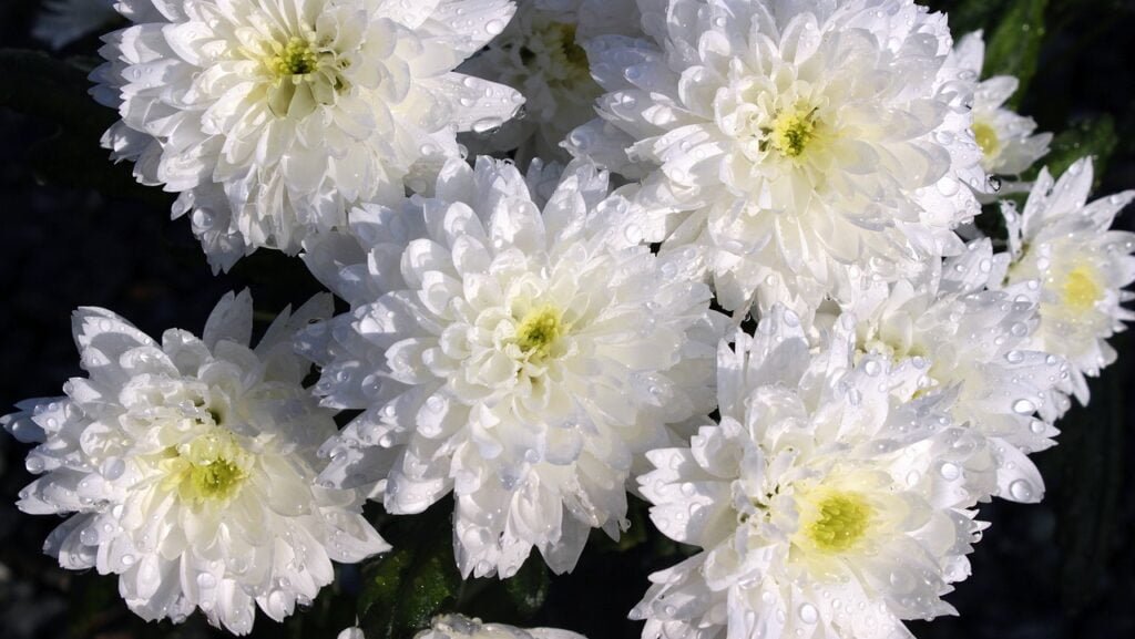 Symbolism and Beauty of the White Chrysanthemum Flower Plant in Gardens