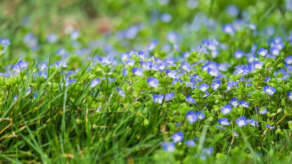 Weeds With Purple Flowers