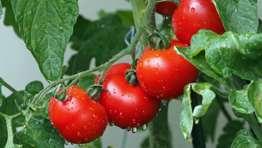 Tomato Fertilizer: How To Feed Your Plants For Ultimate Harvests