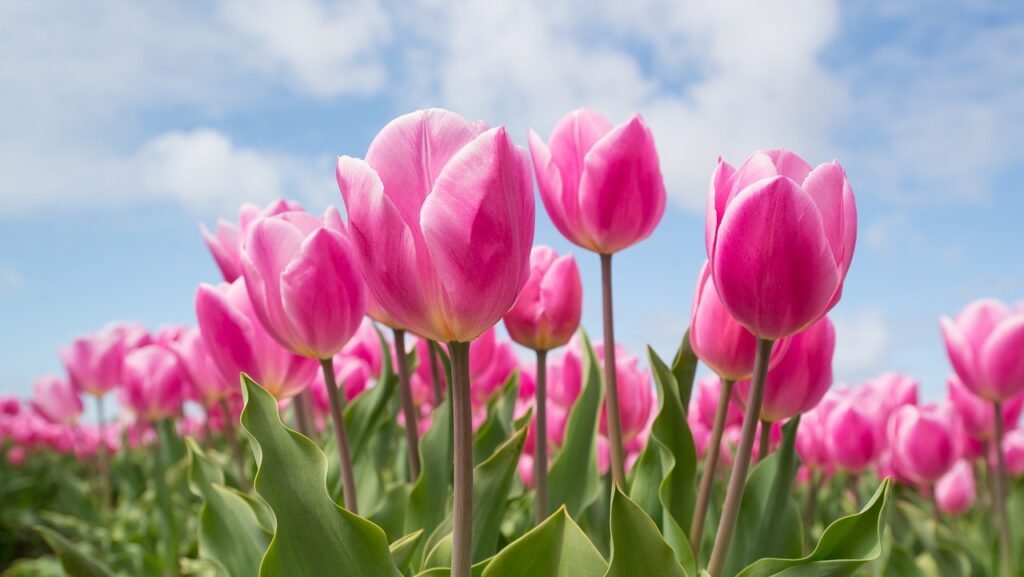 How to Grow and Cut Beautiful Fresh Light Pink Tulips Flowers