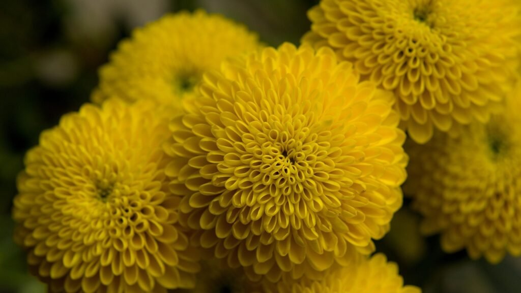 yellow chrysanthemum, flower, flowers-4161623.jpg