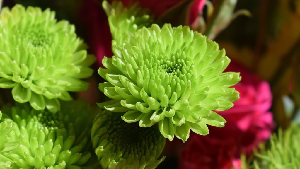 green chrysanthemums, chrysanthemum, flower-2069958.jpg