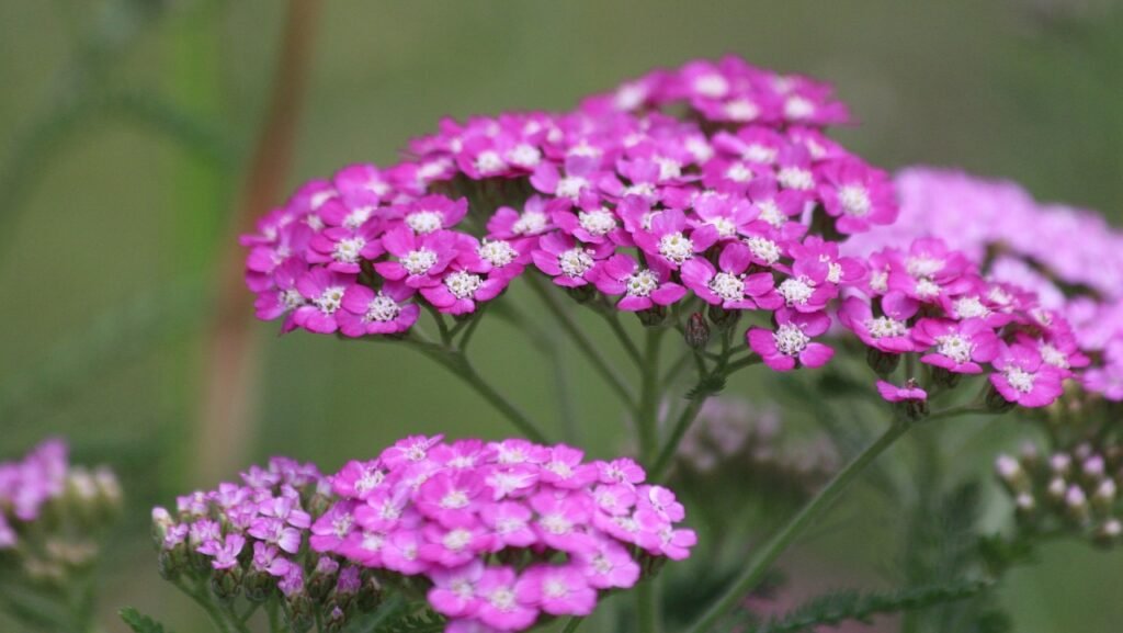 pink yarrow, achillea, nature-3353604.jpg