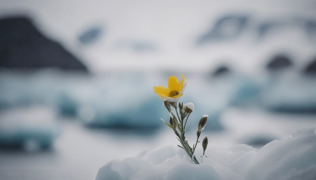 rare flowers thrive in antarctica